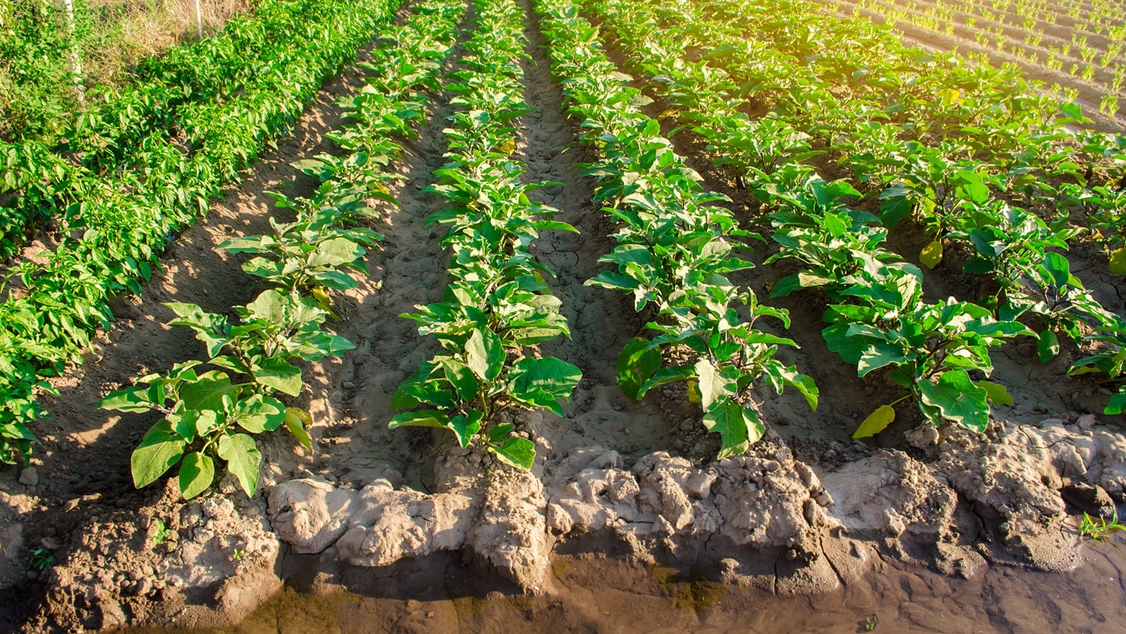 eggplant-rows-plantations-grow-in-the-field-on-a-s-2021-10-19-17-53-53-utc