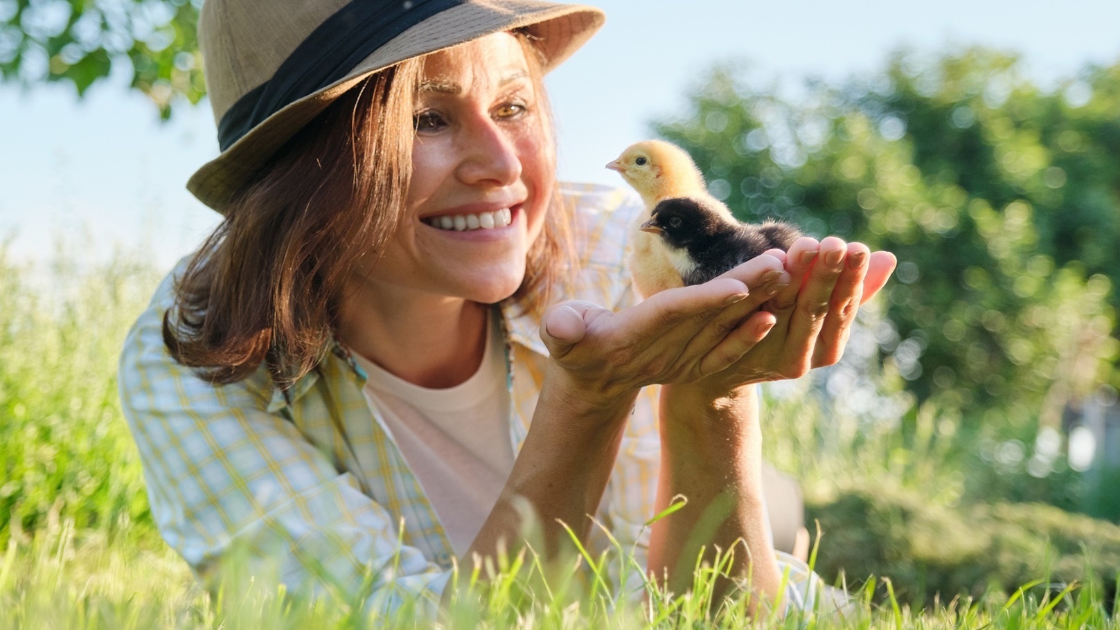 newborn-baby-chickens-in-hand-of-farmer-woman-2022-01-14-00-11-21-utc