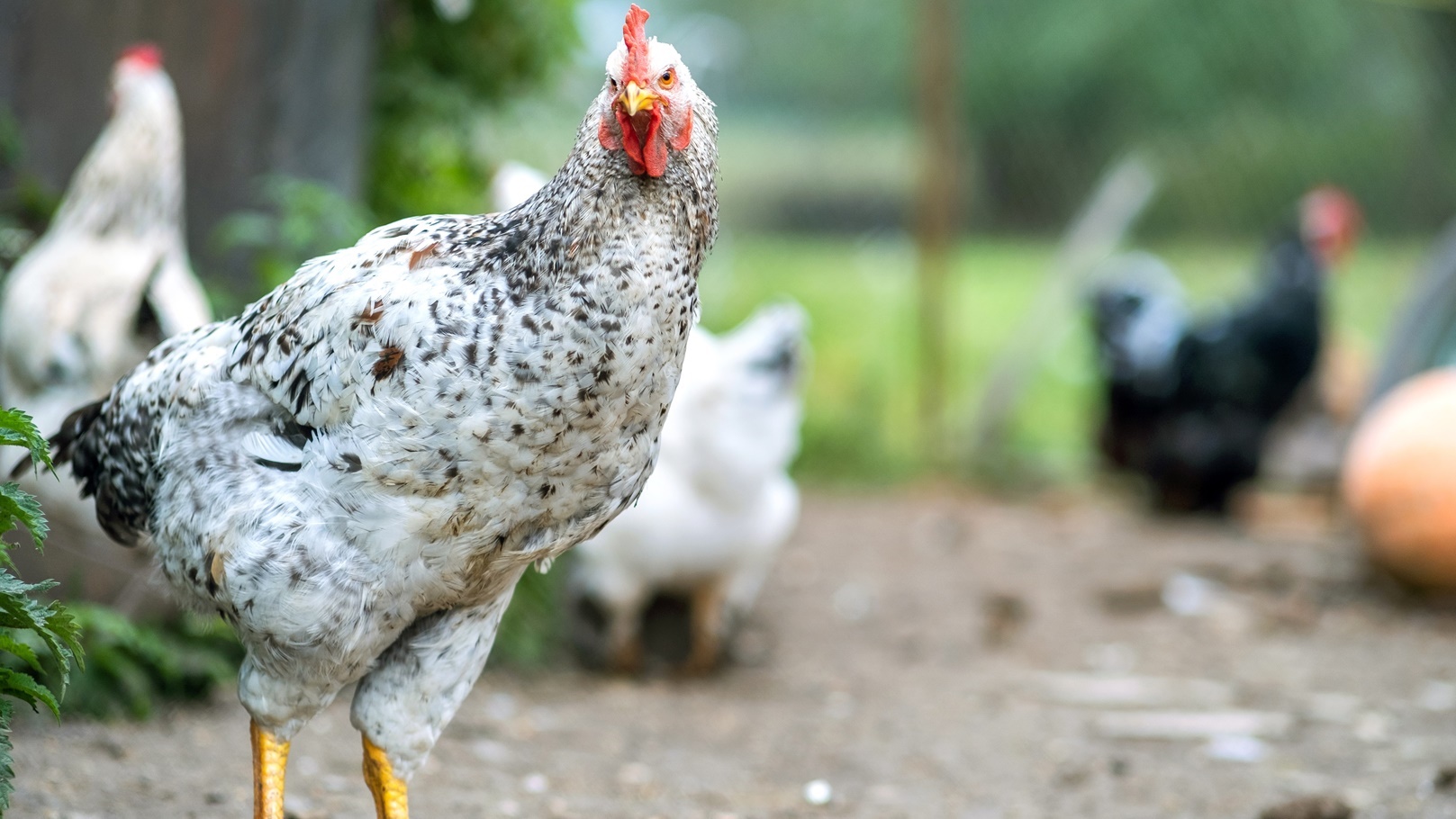 hens-feeding-on-traditional-rural-barnyard-close-2022-01-27-17-13-31-utc