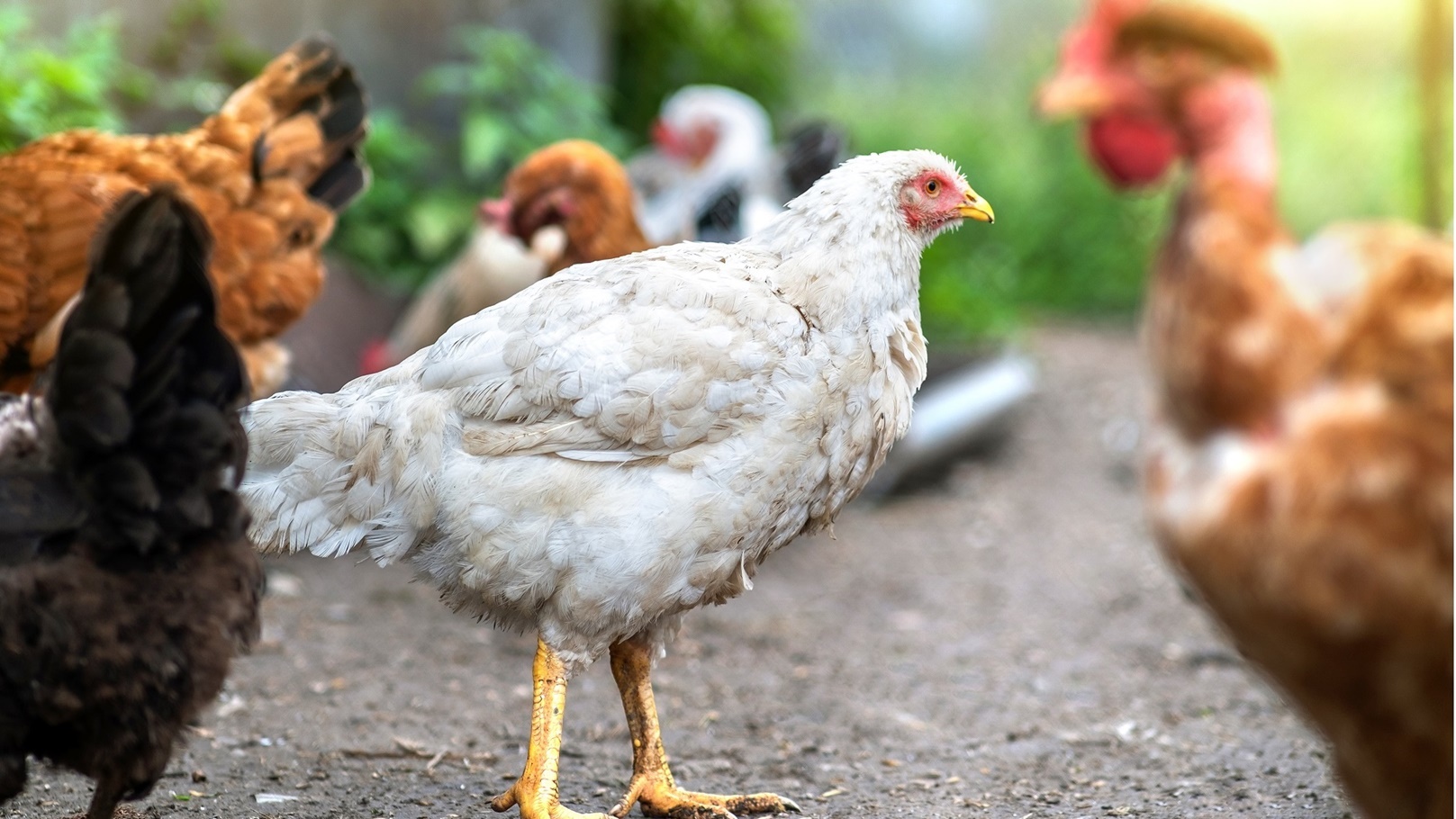 hens-feeding-on-traditional-rural-barnyard-close-2022-02-09-06-51-06-utc