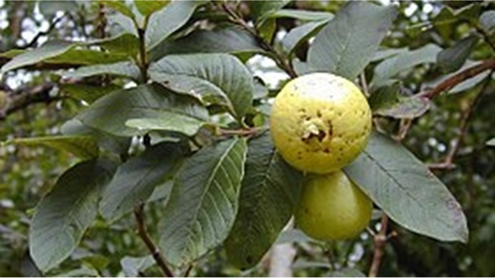 280px-Psidium_guajava_fruit2