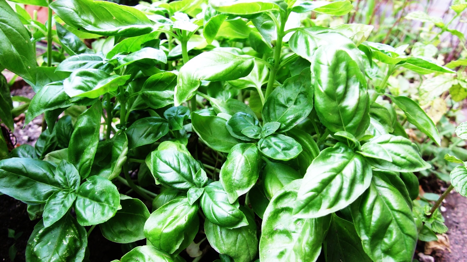 Basil-Basilico-Ocimum_basilicum-albahaca