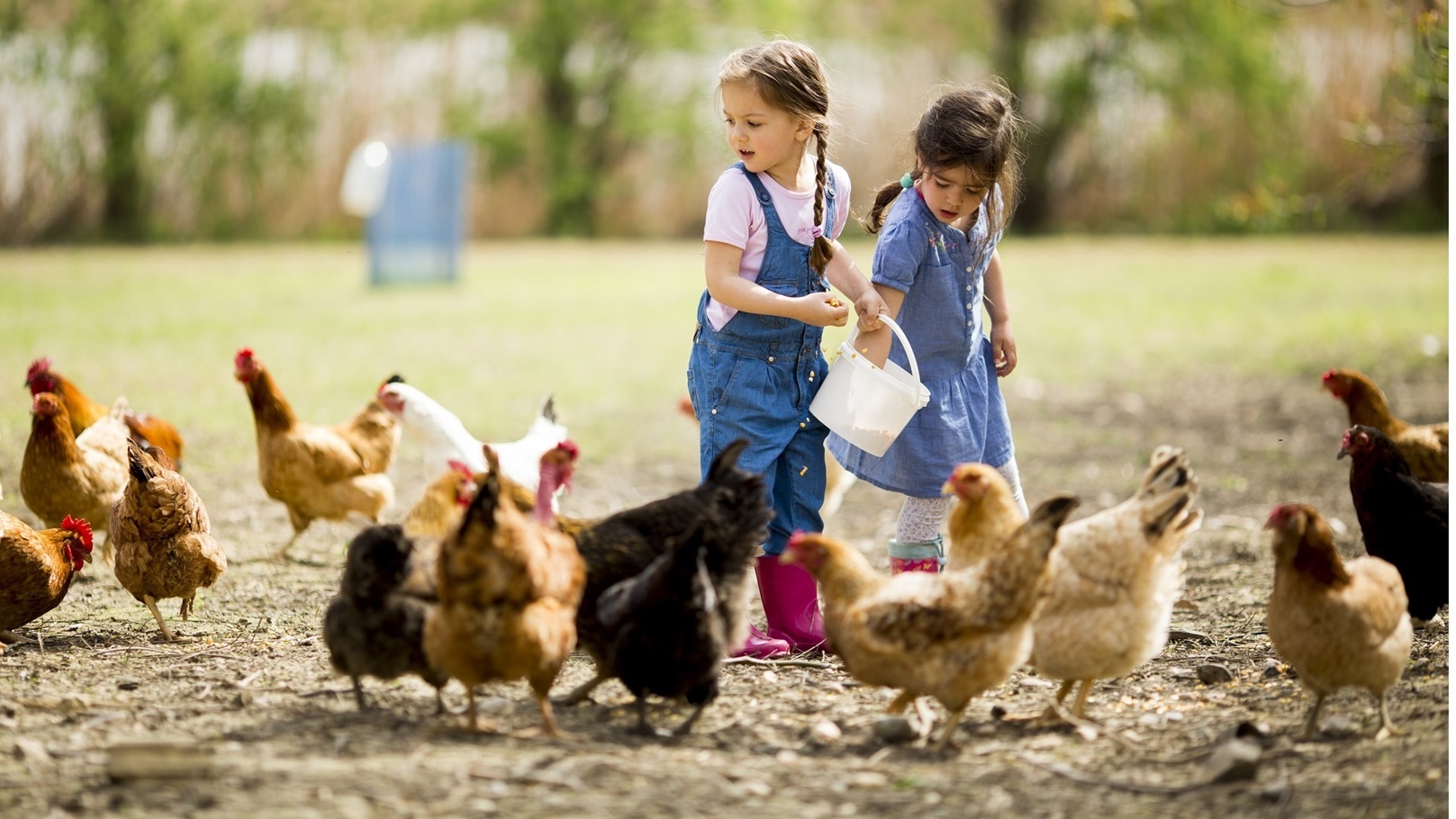 little-girl-feeding-chickens-2022-04-16-12-23-28-utc