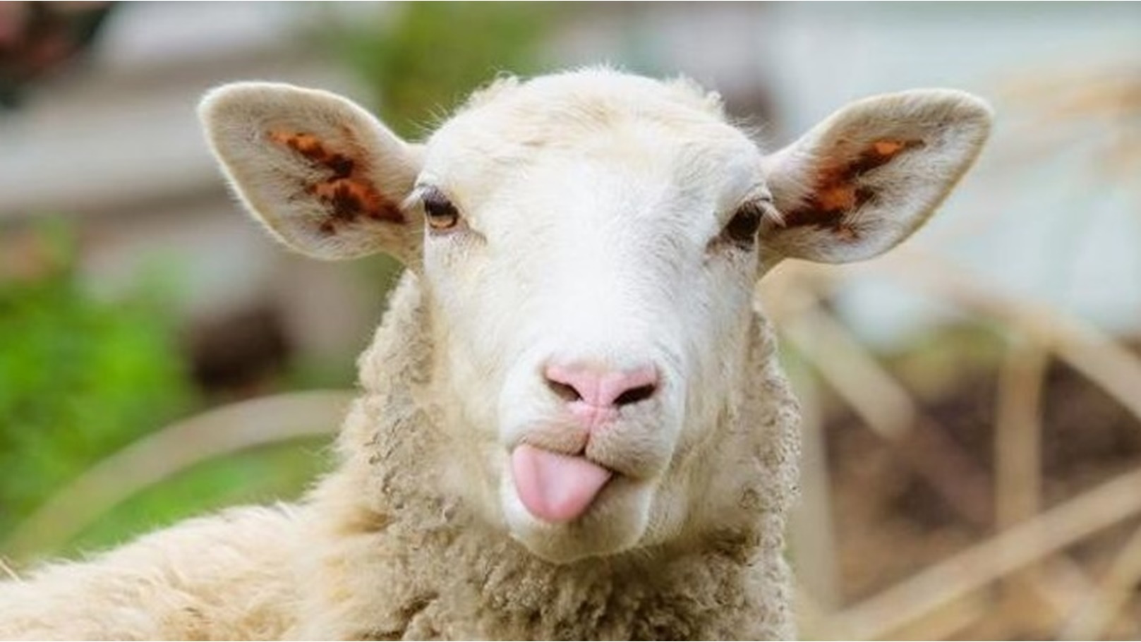 78-172744-algeria-mila-killer-sheep_700x400